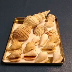 Assorted Seashell Collection Long Fusinus shell Beach Nautical Seashore